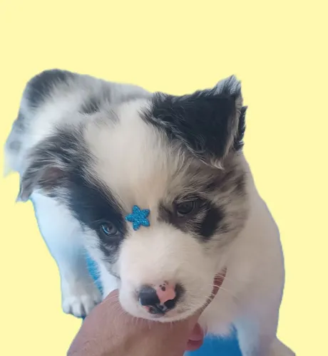 Filhote de Border collie