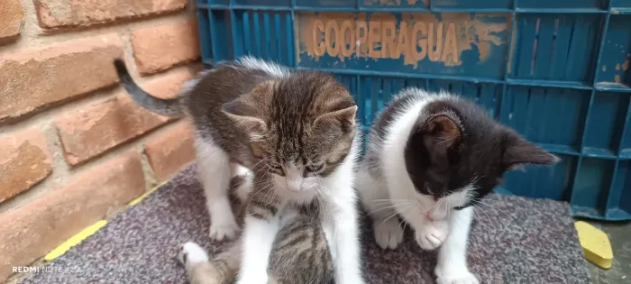 Doação gatos de três meses , já comem sozinhos