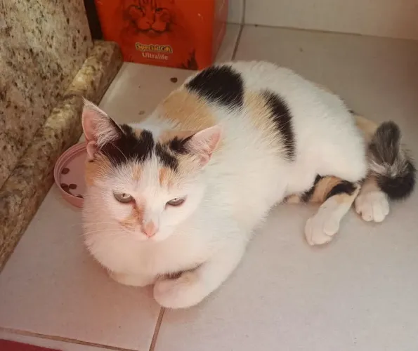 Gata fêmea para adoção