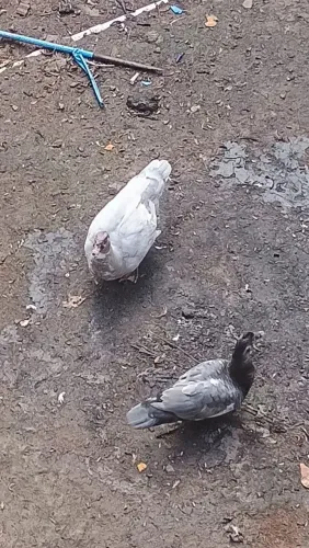 Patos adultos retirar em Mairiporã