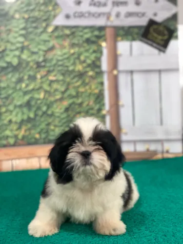 Vendo filhote de shih Tzu