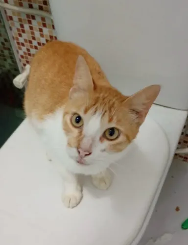 Gatinho meigo lindo para adoção