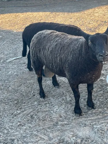 CARNEIRO TEXEL NC - tatuado 