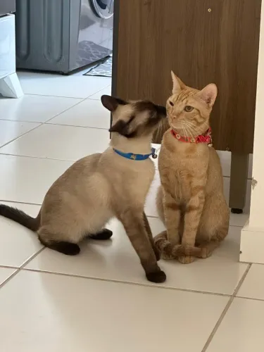 Doação de Gatinhos
