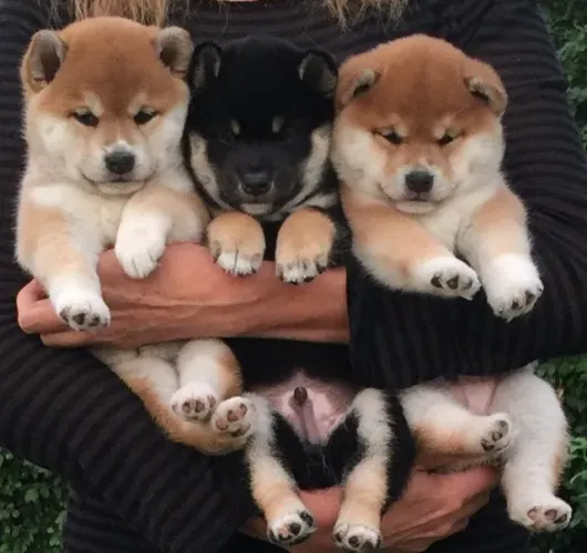 Filhotes Shiba Inu Apaixonantes Bebês A procura de novo lar