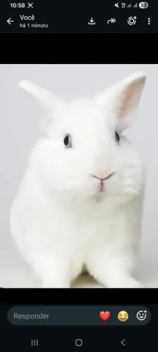 Coelho