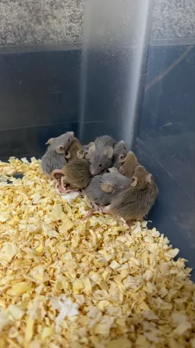 Filhotes de Topolinos