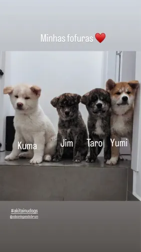 Filhote Akita Inu