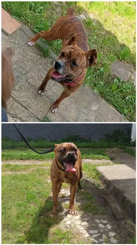 Doação cachorros