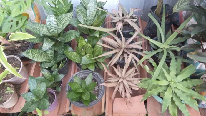 Mudas de plantas, a partir de 10 unidades 4$