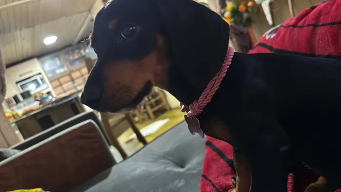 Dashund para venda 5 meses 