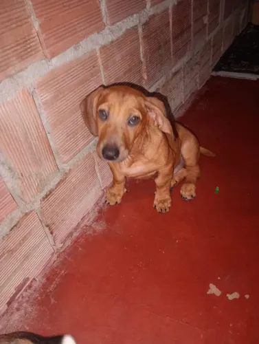Vende-se cachorro salsicha 