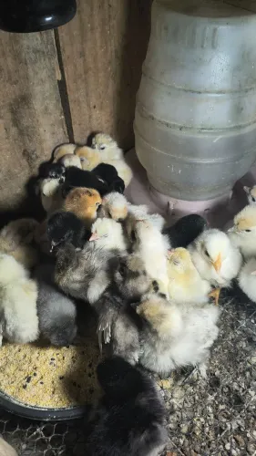 Vendo pintinhos de galinha
