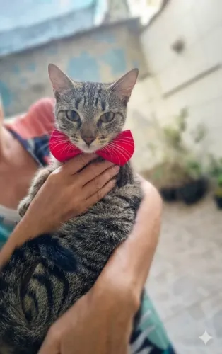 Gata tigrada muito dócil, muito carinhosa, vai no colo e gosta de brincar 