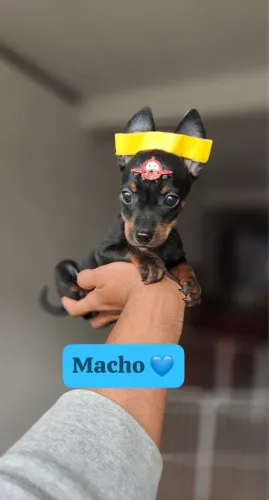 Pinscher com 70 dias vacinado é garantia