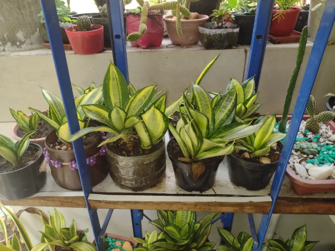 Plantas naturais