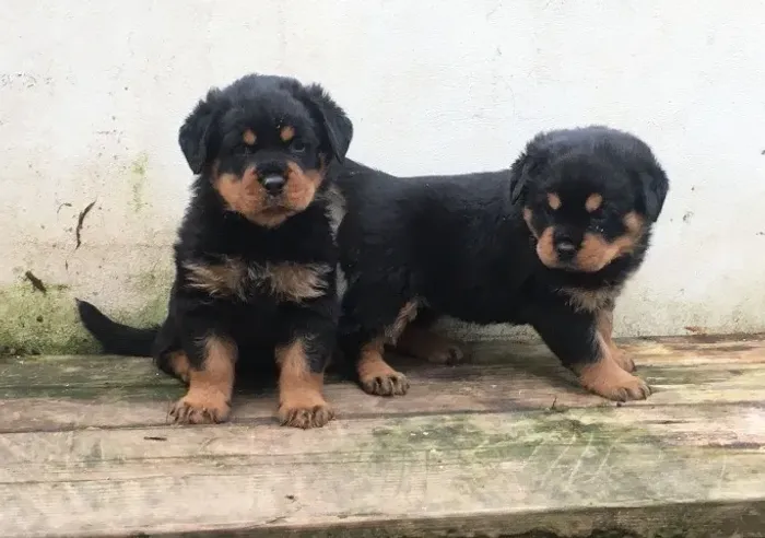 Filhotes rottweiler linhagem selecionada e temperamento super dócil
