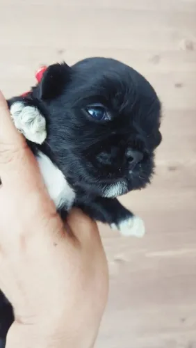 Shitzu filhote com pedigree para reservar!