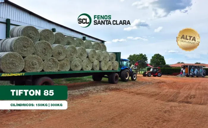 Feno Tifton 85 Tipo A 300kg | Terenos-MS