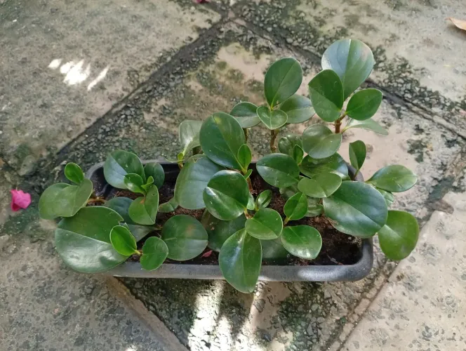 Peperomia