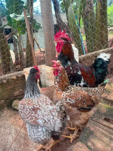 Ovos Férteis - GSB(Galinha Sertaneja Balão)