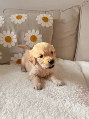 Golden Retriever Um filhotinho que merece uma família incrível