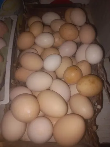 Ovos Caipira 