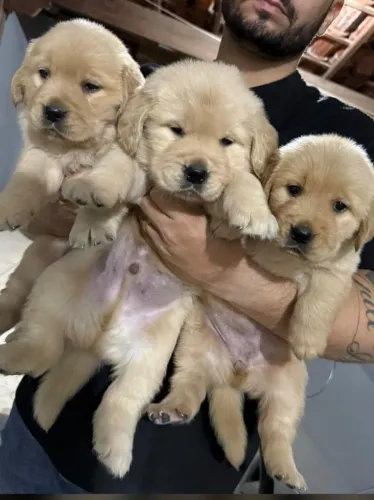 Puppies Golden retriver filhotes