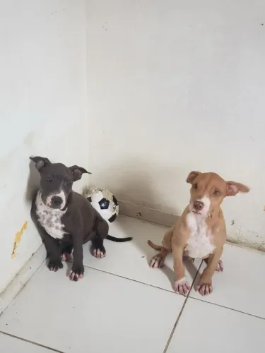Raça: American Pit Bull Terrier disponível pra venda