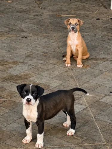 Cachorro pit monster macho