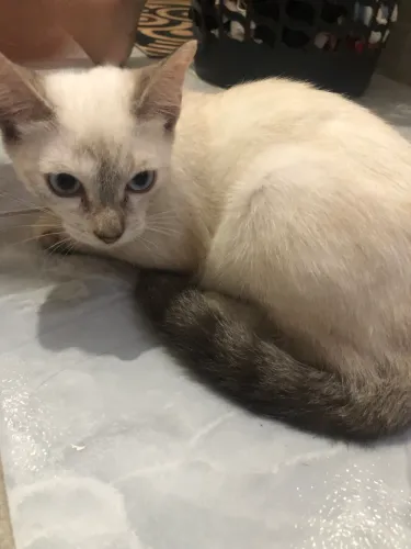 Gata fêmea doação/adoção 