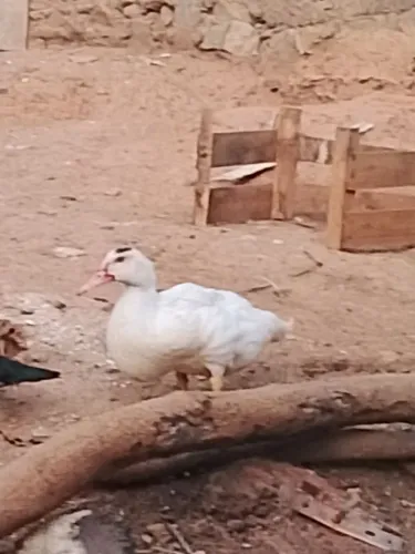 Filhote macho de pato canoa