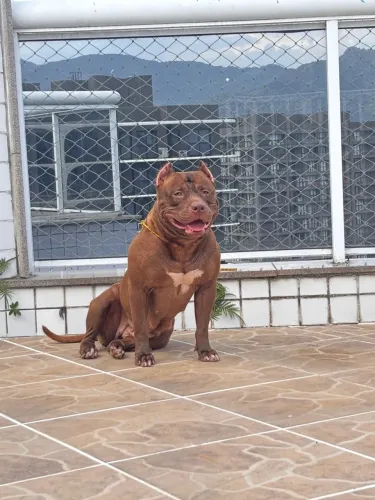 FILHOTES PITMONSTER