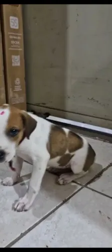 Adoção de fêmea filhote