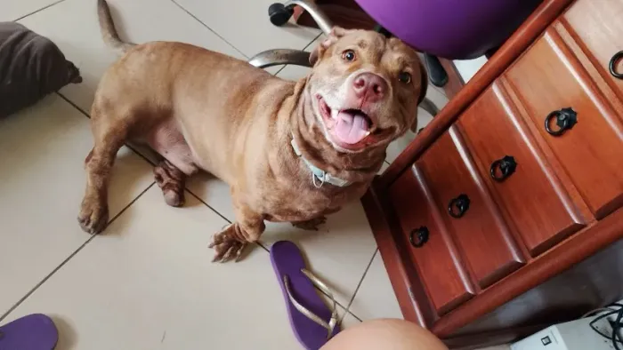 Doa-se pet macho