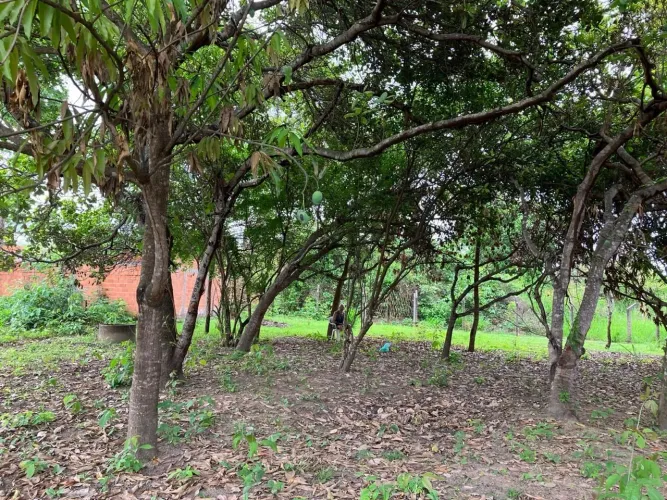 2 Lotes de Terreno na Chapadinha Sul