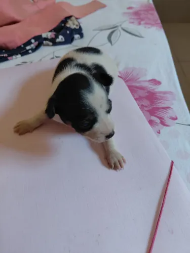 Vende se filhote Pinscher número 1 fêmea