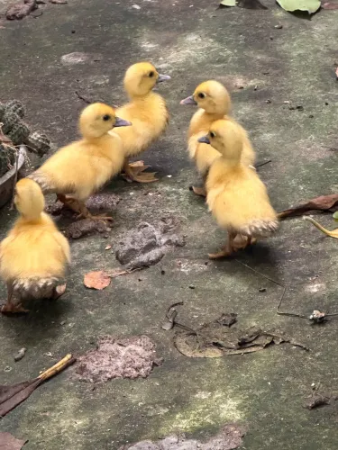 Filhote de pato