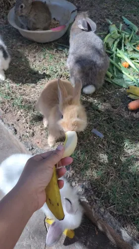 Coelhos 