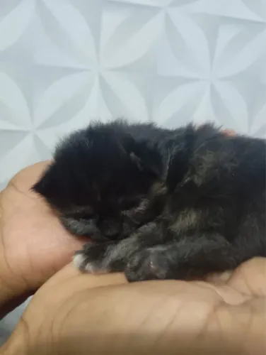Filhotes de gato persa