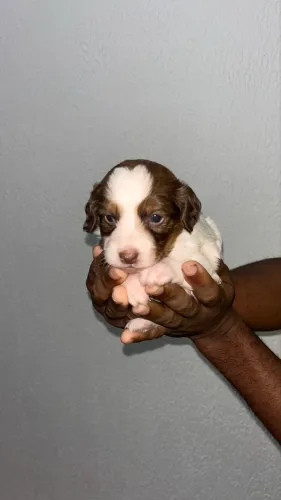Vendo cachorro da raça shitszu com poodle 