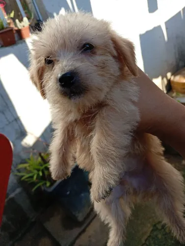 Vendo filhotinhos d cachorro