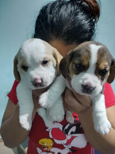 Filhote de Beagle o companheiro perfeito para novas aventuras