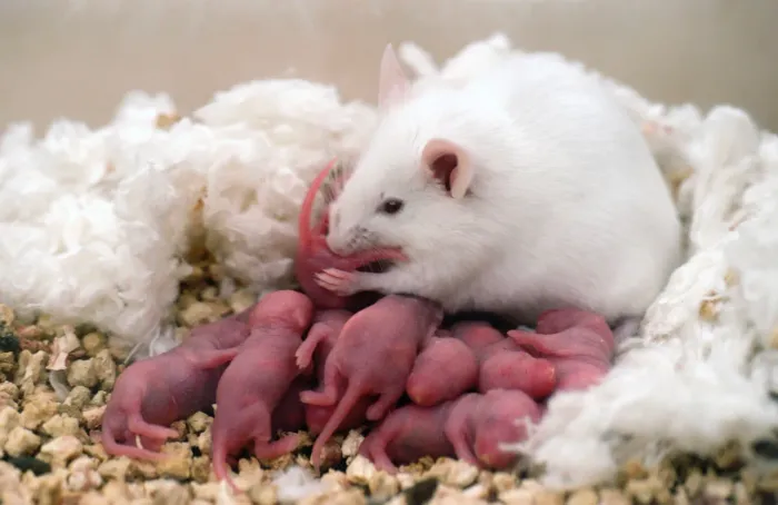 Neonato presa rato