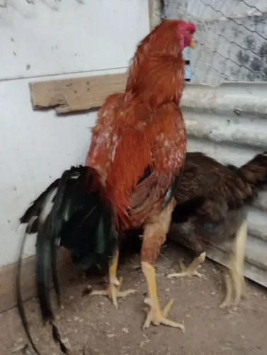 Índio gigante