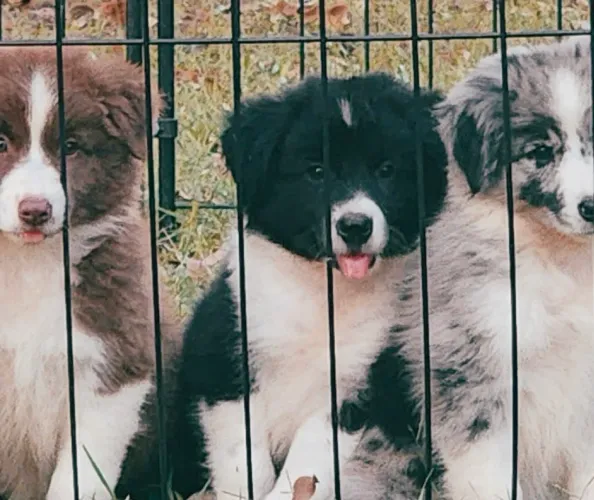 Border collie fêmea ! O seu amor vai amar esse presente ¿