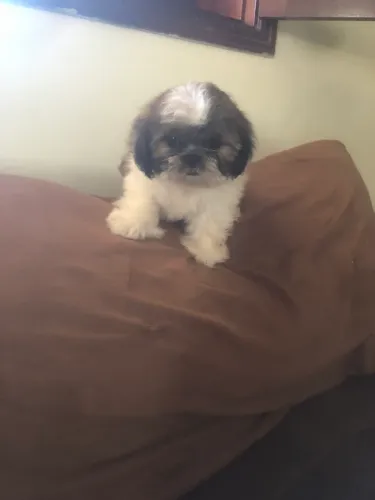 Linda filhote Shih Tzu