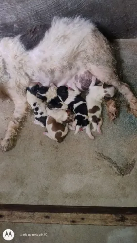 Mãe filhotes de shih tzu