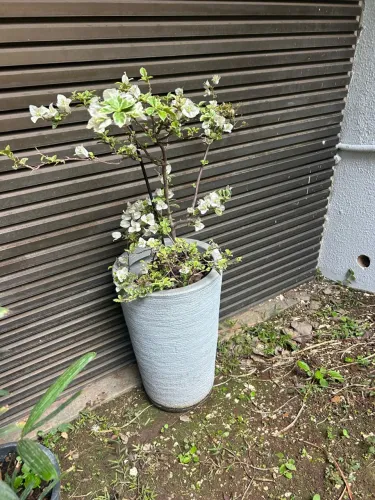 Buganvile planta com vaso