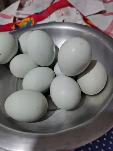 Ovos de galinha sedosa do Japão galado 